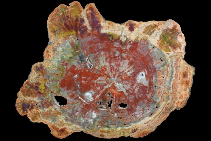 Beautiful, Red Arizona Petrified Wood Slab - #78142